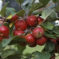 5038838003974 1 Malus Gorgeous 12l.jpg